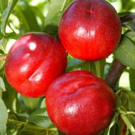 Саджанець Нектарин колоновидний Рубіс в контейнері